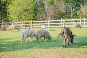 Obraz na płótnie Canvas Sheep in the farm.