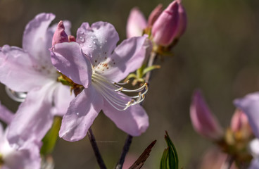 Azalea. Ornamental shrub plant of the heather family with pink, white, yellow or red flowers.