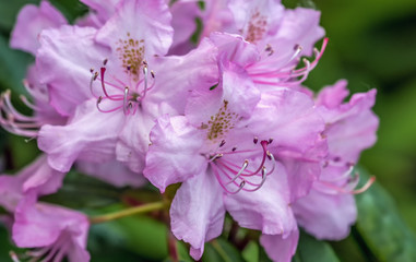 Azalea. Ornamental shrub plant of the heather family with pink, white, yellow or red flowers.