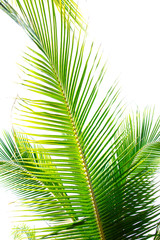 Naklejka na ściany i meble Detail of coconut trees leaf isolated on white background