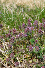 ヒメオドリコソウ