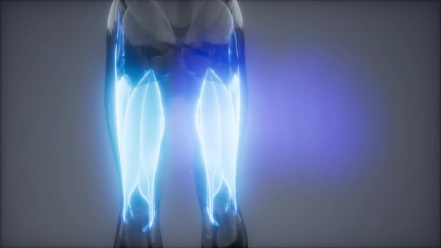 thigh muscles - Visible muscle anatomy map