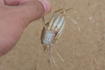 crab on a hand