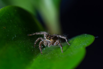 Close up jumping spiders on the leaves..