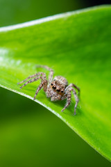 Close up jumping spiders on the leaves..