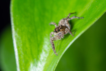 Close up jumping spiders on the leaves..