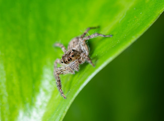 Close up jumping spiders on the leaves..