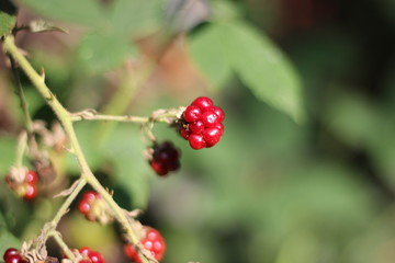 summer photos of flowers