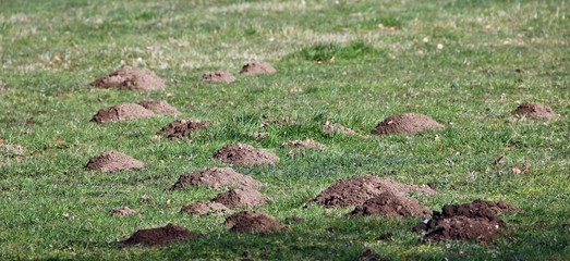 Taupinières au milieu des prés