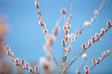 ピンクネコヤナギ