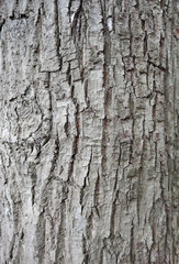 Obraz premium 木の幹 背景用