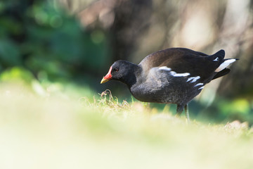Common Moorhen, Moorhen, Gallinula chloropus 