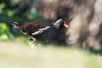 Common Moorhen, Moorhen, Gallinula chloropus 