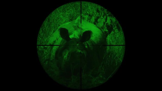 Indian One Horned Rhinoceros (Rhinoceros unicornis) Seen in Gun Rifle Scope with Night Vision. Wildlife Hunting. Poaching Endangered, Vulnerable, and Threatened Animals