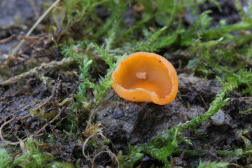 Mushrooms in the forest, photo Czech Republic, Europe