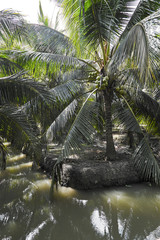 Natural park view coconut mixed agriculture