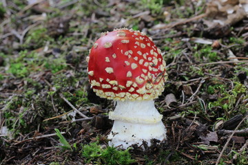 Mushrooms in the forest, photo Czech Republic, Europe