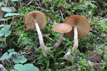 Mushrooms in the forest, photo Czech Republic, Europe