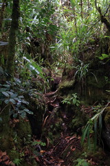 seychelles rainforest