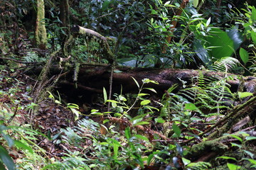 Naklejka na ściany i meble seychelles rainforest