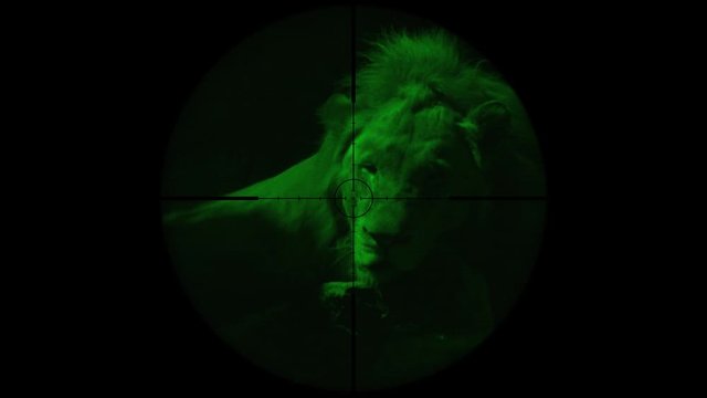 Male Lion Seen in Gun Rifle Scope with Night Vision. Wildlife Hunting. Poaching Endangered, Vulnerable, and Threatened Animals