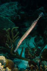 A beautiful trumpetfish (Aulostomus maculatus) hovering vertically on the fringing coral reef around the caribbean island Bonaire