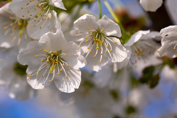 Blooming cherry tree flowers in the spring garden.