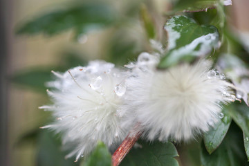 冬咲きクレマチス　シルホサ系ジングルベル