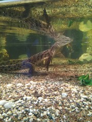 Крокодилья жизнь