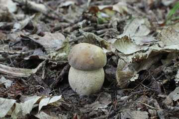 Mushrooms in the forest, photo Czech Republic, Europe