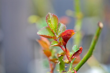 新しい葉っぱ　バラの育成