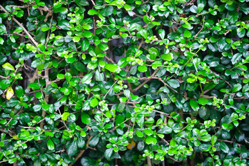 Natural pattern of the leaves of plants