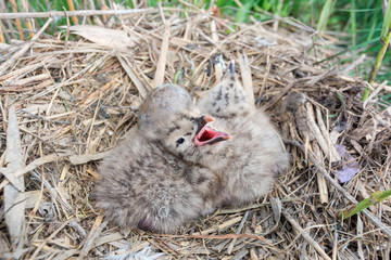 Caspian Gull Chicks