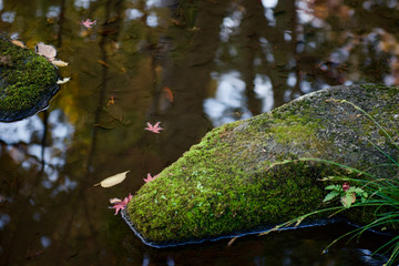 大田黒公園、小川の水面に浮かぶ紅葉