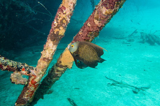 French angelfish (pomacanthus paru) on the deck on the ship wreck of the Hilma Hooker on the reef of tropical Bonaire island