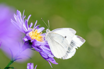 Pieris rapae - Small cabbage white - Butterfly