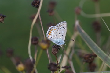 41/5000 Small insects in the grass, photo Czech Republic