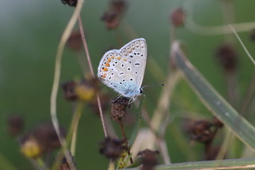  41/5000 Small insects in the grass, photo Czech Republic