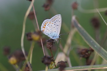  41/5000 Small insects in the grass, photo Czech Republic