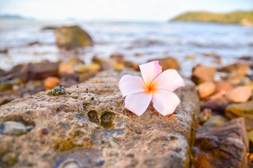 White flower is on rock at beach