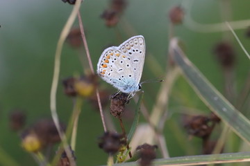  41/5000 Small insects in the grass, photo Czech Republic