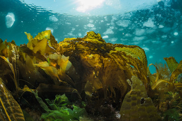 Seaweed and Drift Ice