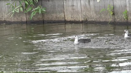 eurasian coot and small coot dive after feed