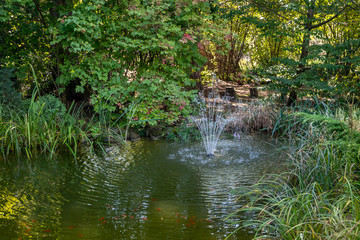 Fototapeta na wymiar Beautiful high fountain in garden pond. Idyllic picture of green water, red fish and beautiful plants around pond. Sunny day and freshness of shade of tall trees near water.