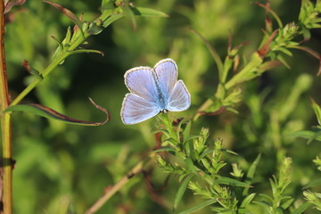  41/5000 Small insects in the grass, photo Czech Republic