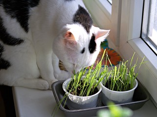 Black and white home cat eats fresh grass in pots on the windowsill. Pet care.