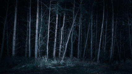 Dark forrest showing larch and pines in dark shadow giving a moody feel to the image, taken in the north east of England by a village called Anfield plain