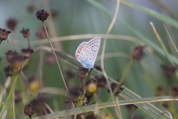 Tomb animals in grass photo Czech Republic, Europe