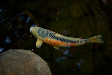 大田黒公園の錦鯉