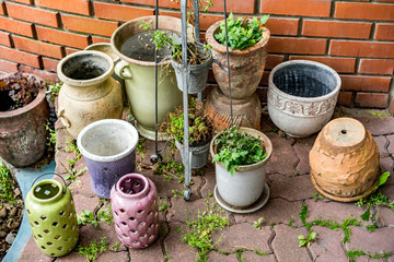 Semi-dry plants and flowers in clay pots on metal stand and other plants in garden